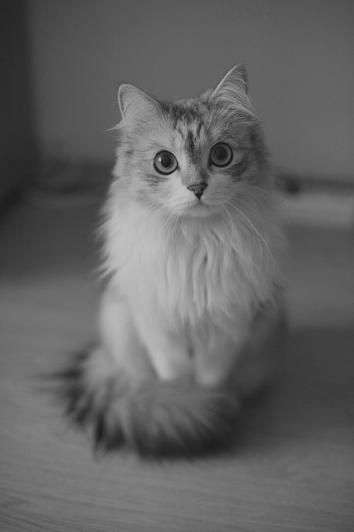 animal