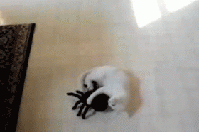 animal