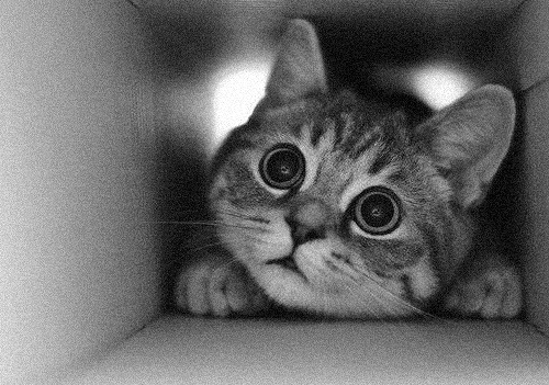 animal