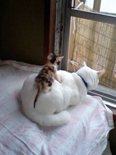animal