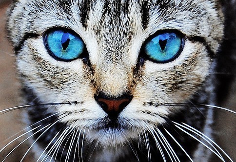 animal