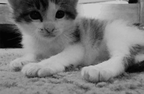 animal