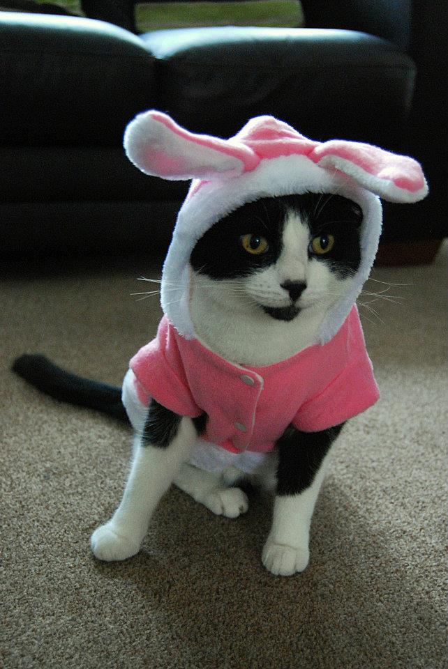 animal