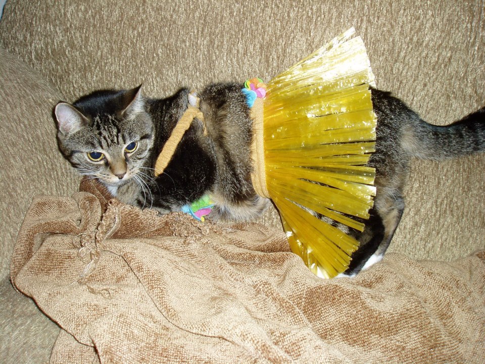 animal