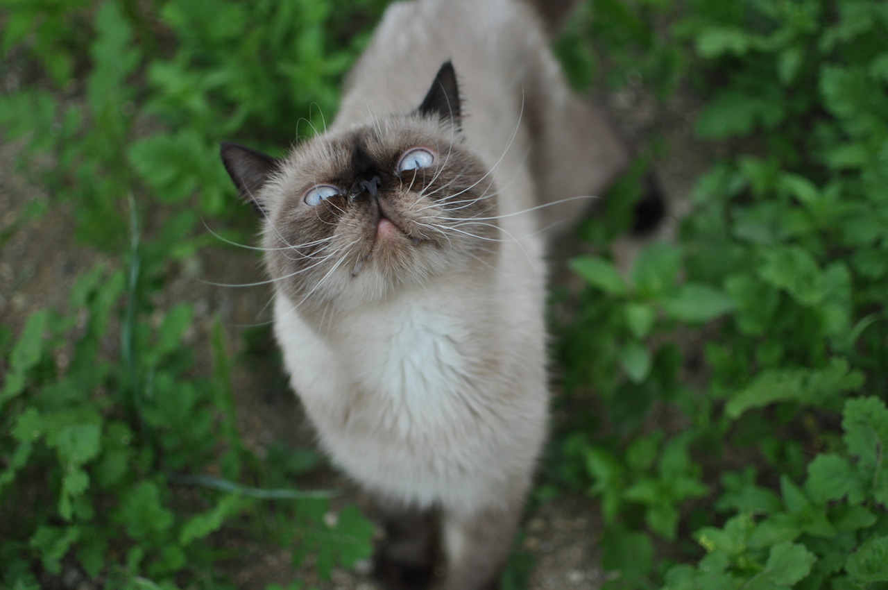 animal