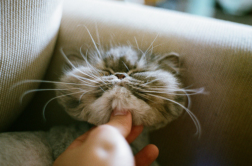 obez kedi diyeti