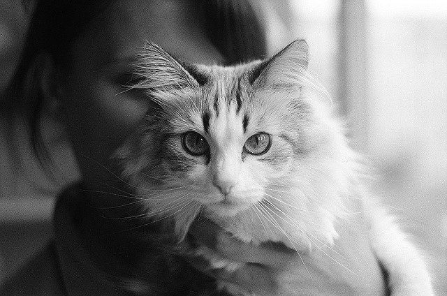 Random Cat