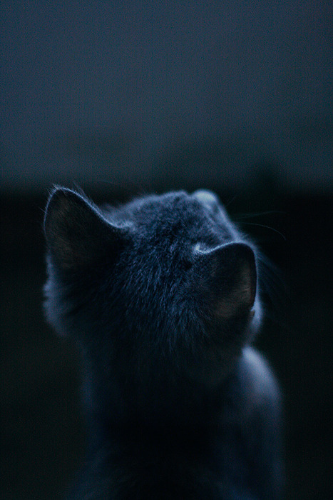 American wirehair