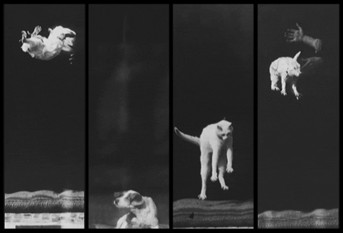 cat image