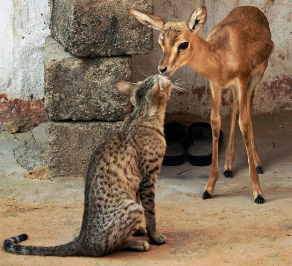 animal
