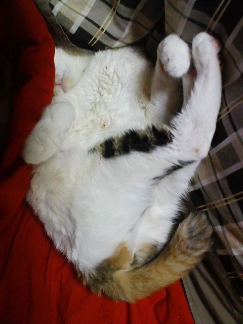 animal
