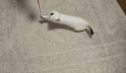 animal