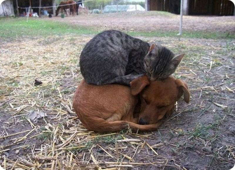 A picture of a cat