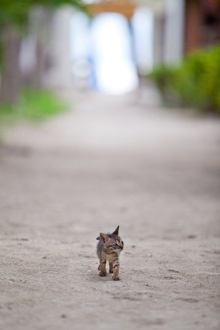 animal