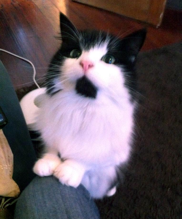 A Random Cat