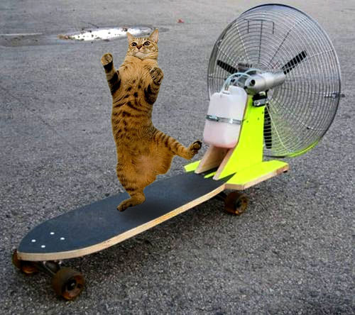 animal