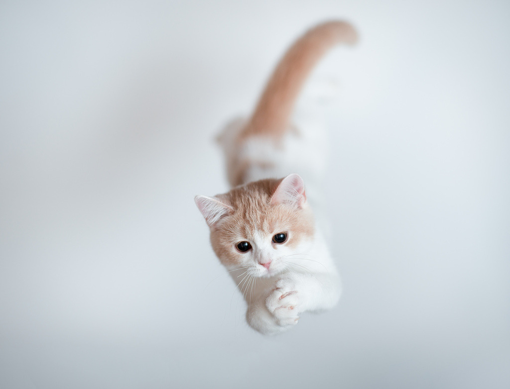 animal