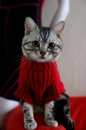 Random Cat