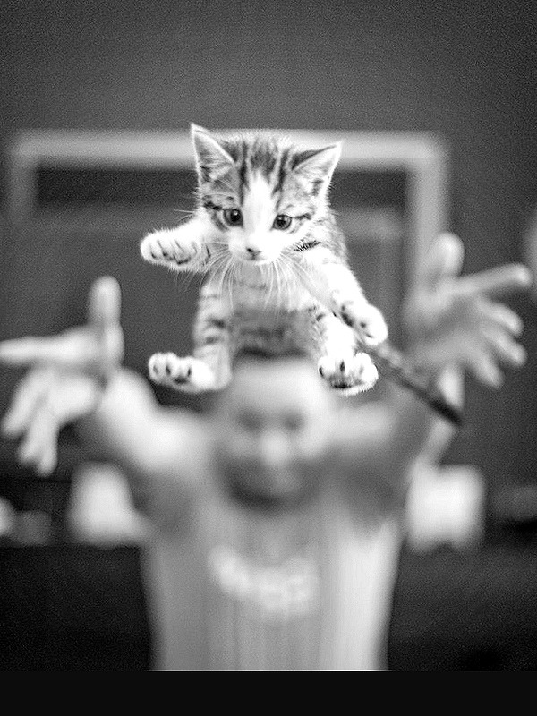 animal