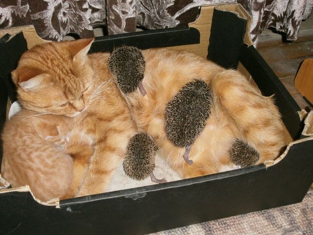 animal