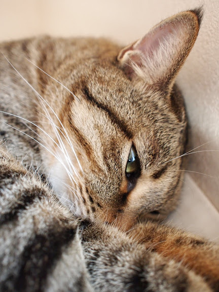 A Random Cat