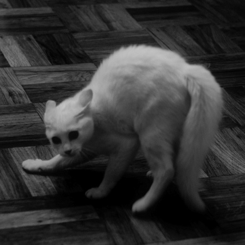 animal