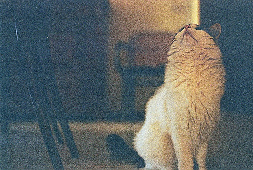 animal