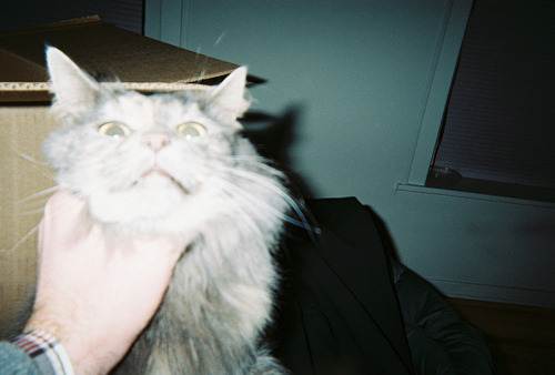 animal
