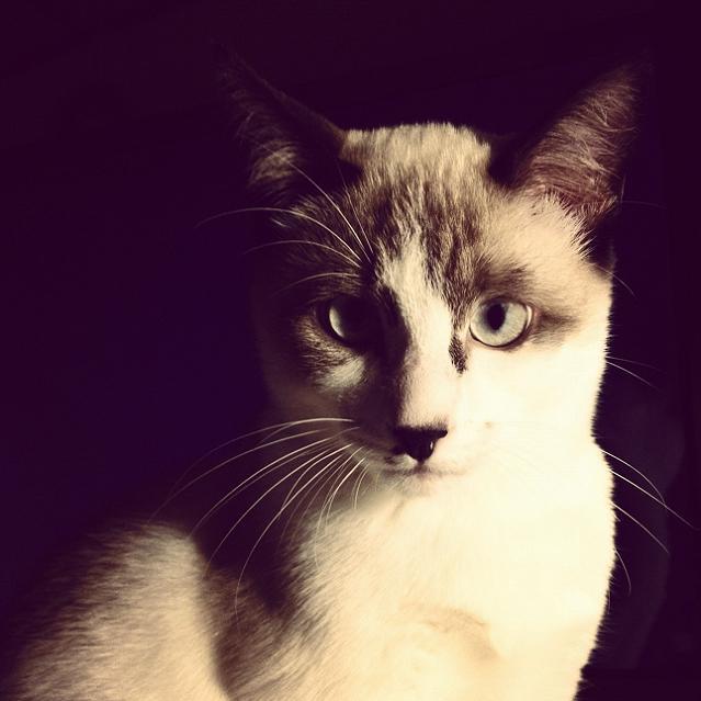 animal