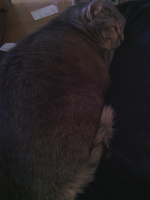 animal