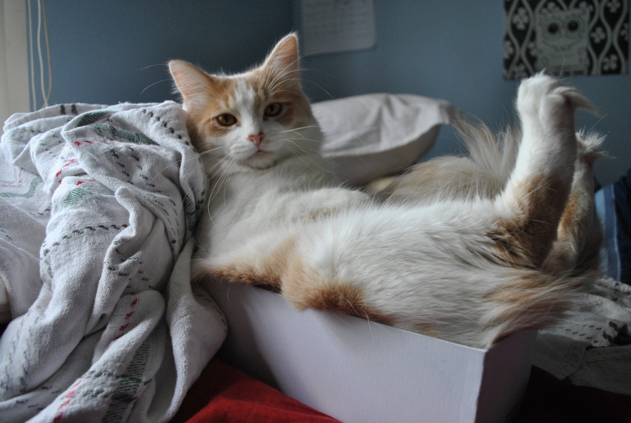Random Cat
