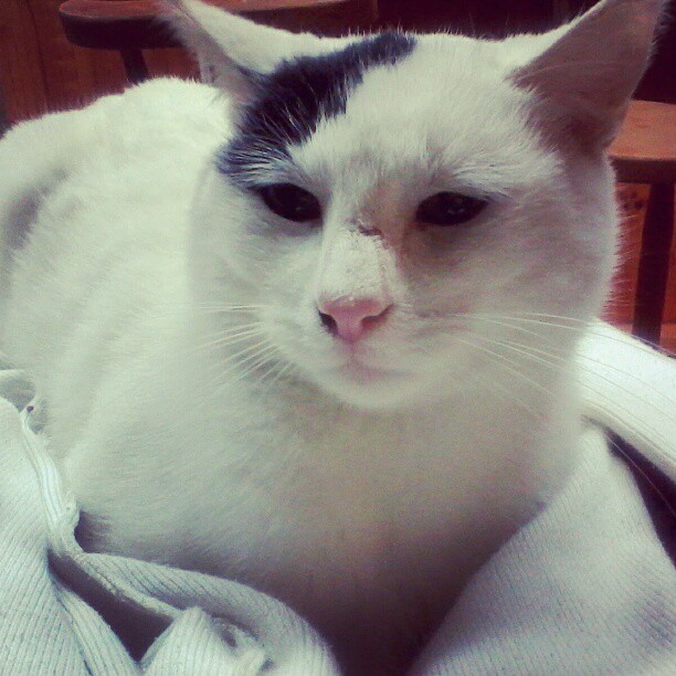 animal