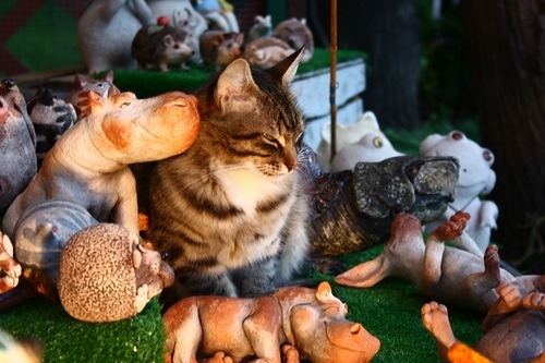 animal