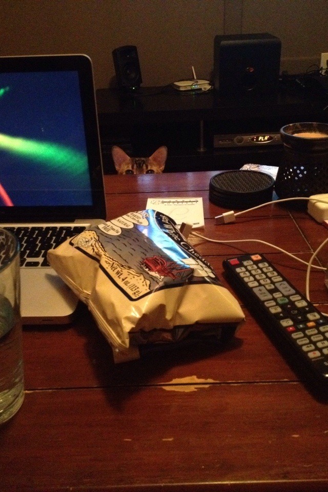 Random Cat