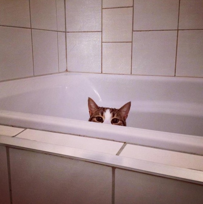 Resident Cat