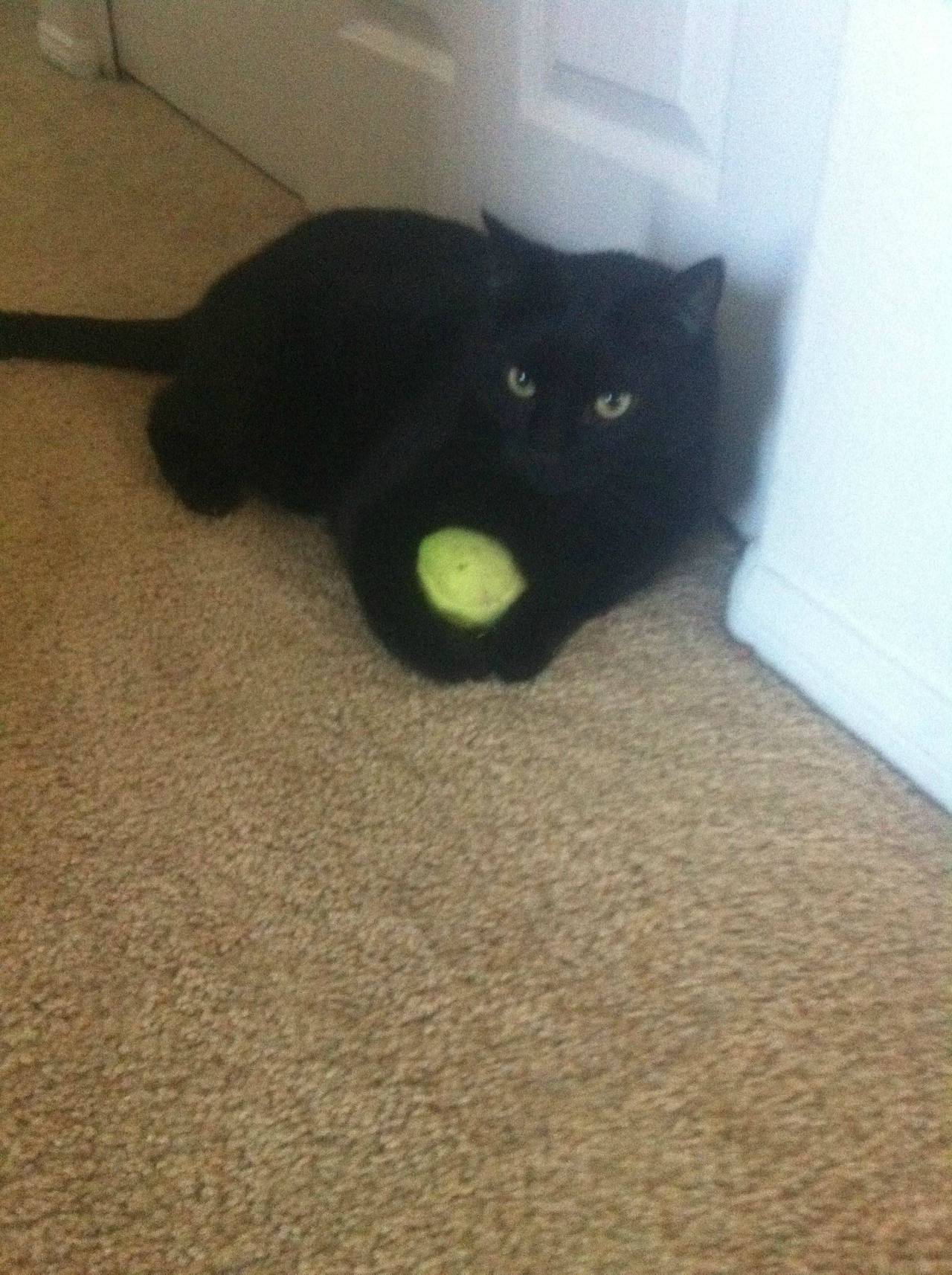 Cute Cat