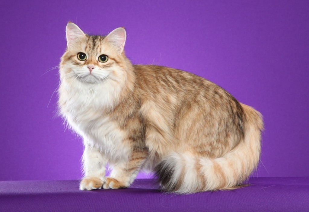 animal