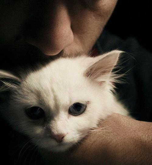 animal