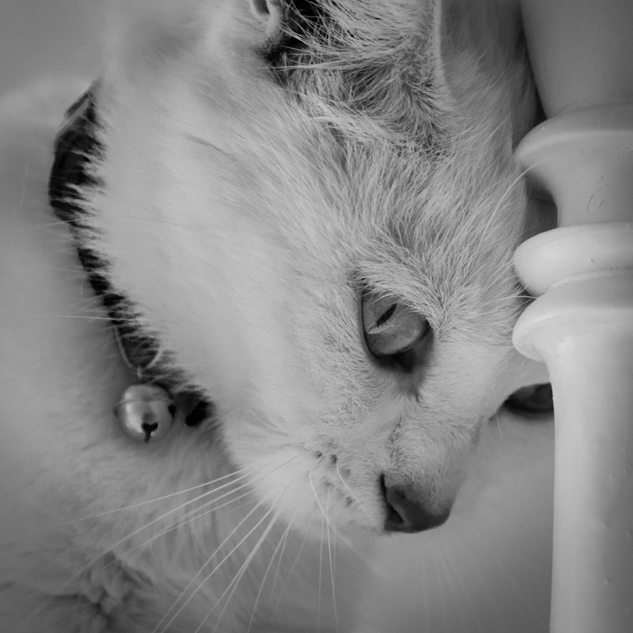 animal