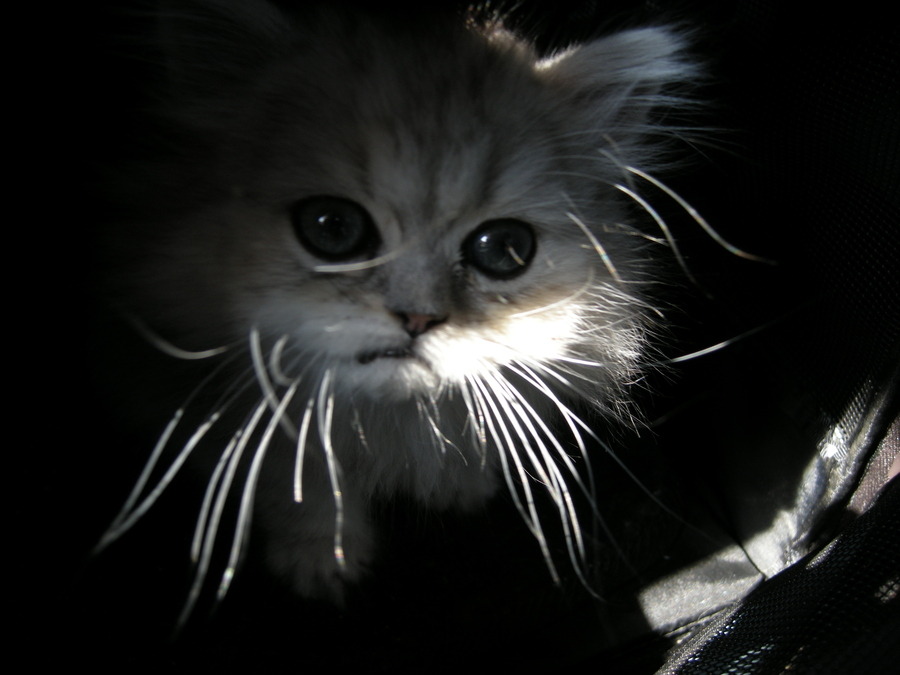 animal
