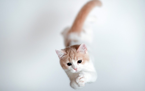 animal