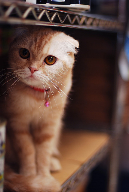 animal