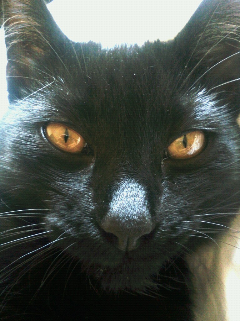 animal