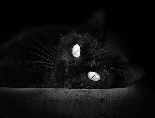 猫影像 6