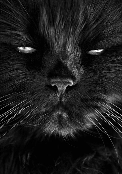 animal