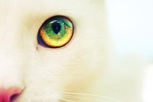 animal