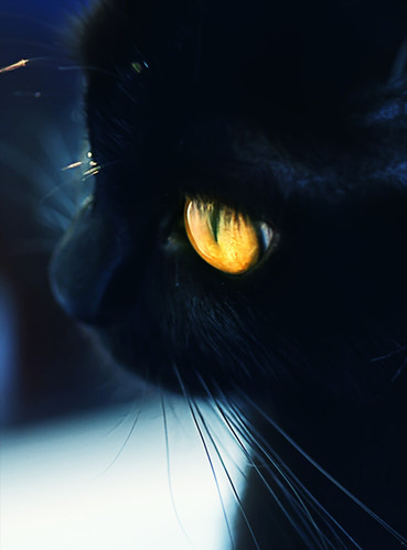 animal