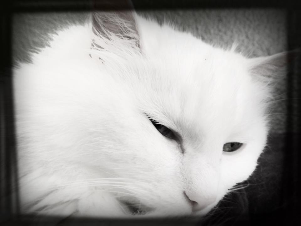 animal