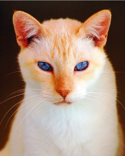 animal