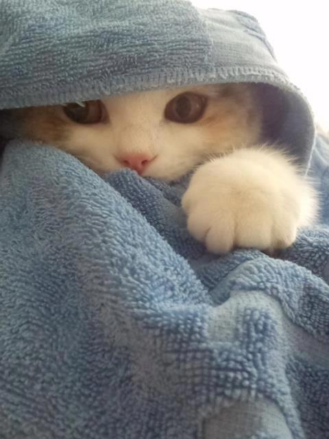 animal